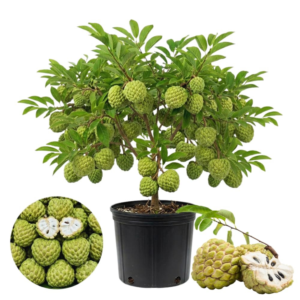 Sugar Apple Tree Live Plant for Planting, 2 to 3 Feet Long, Green Sugar Apple Fruit Plant Live, 3 Gallon Potted, No Ship to CA
