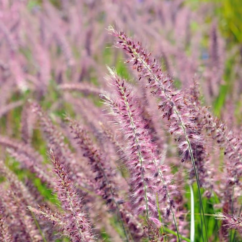 YOKEBOM 2 Mixed Fountain Grass Plants Live for Planting, Ornamental Grass for Landscaping, Hardy Grasses Clupms 4-7 Inch Tall Well Rooted