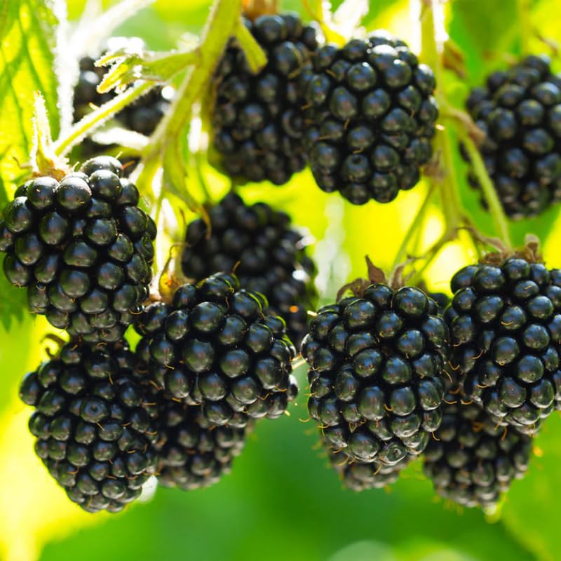 Pack 2 BlackBerry Plants Live, 4-8 Inch Tall, Navaho Thornless Blackberries Fully Rooted High Yield Berry Plants for Outdoor Planting
