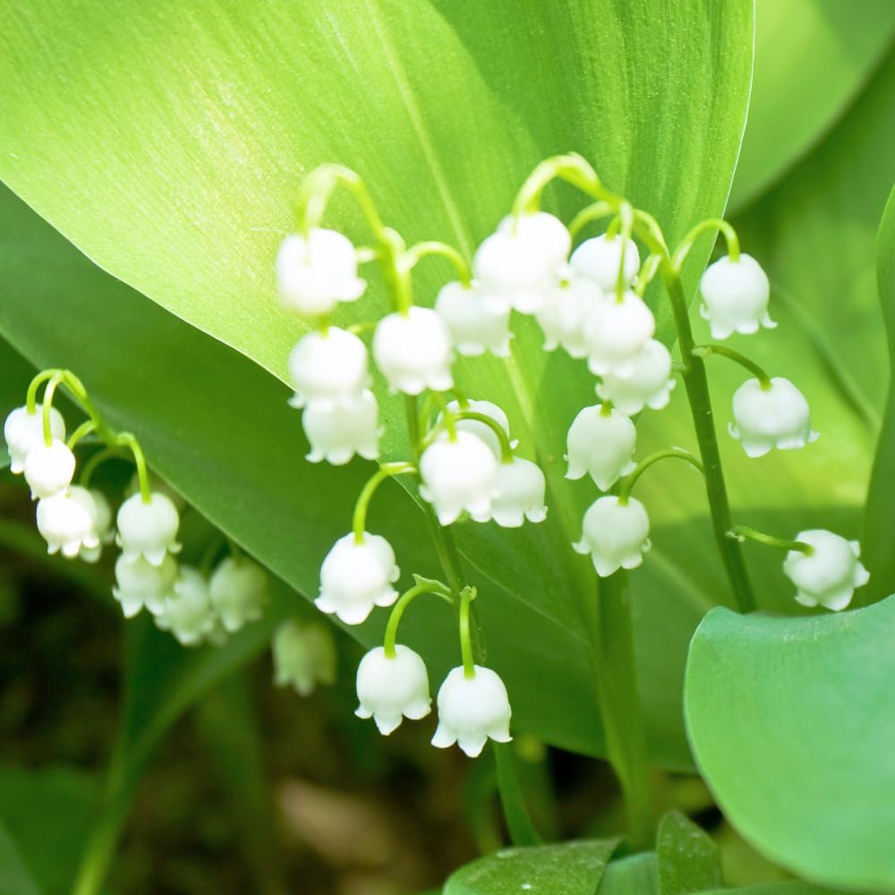 10 Lily of The Valley Roots for Planting, Hardy Perennial White Flowers, Fragrant Ground Cover Bulbs for Garden and Landscape