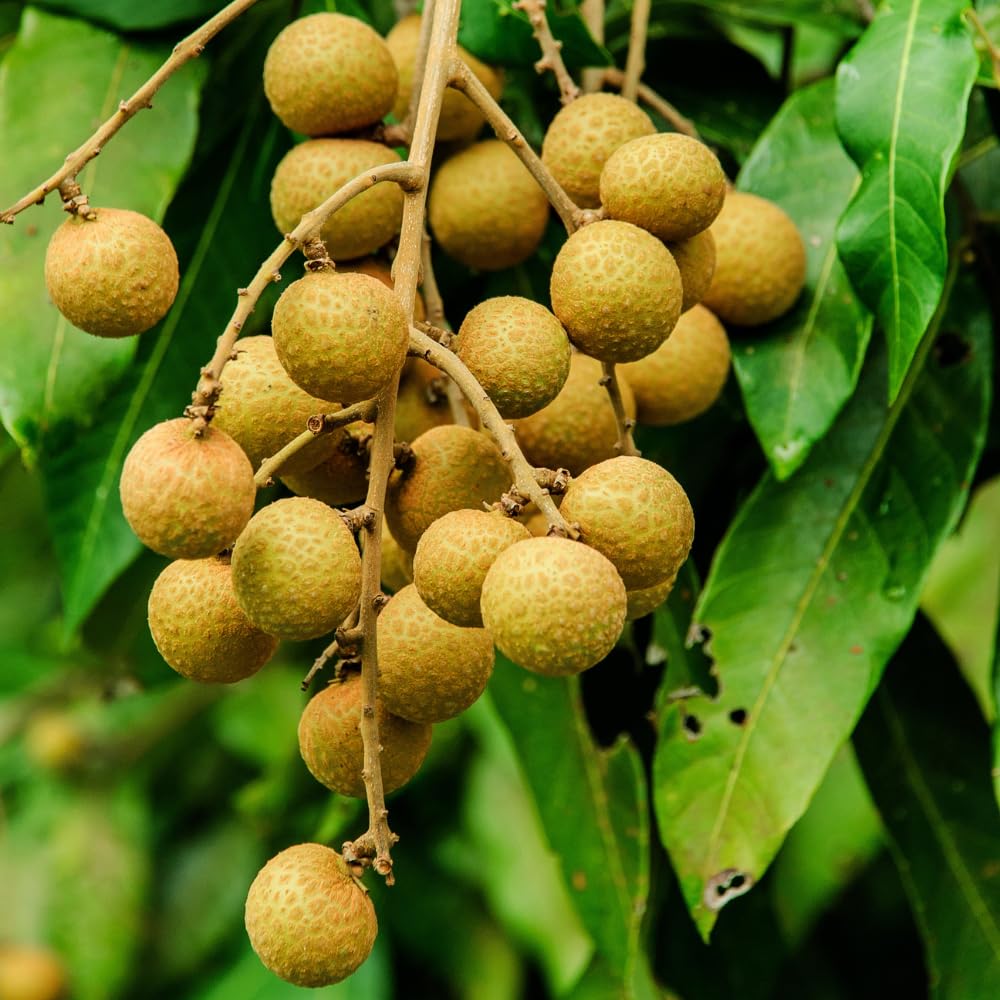 Longan Tree Live Plant, Longan Plants Well Rooted, Tropical Fruit Tree Outdoor Garden 2 Ft Tall in Gallon Pot, No Ship CA