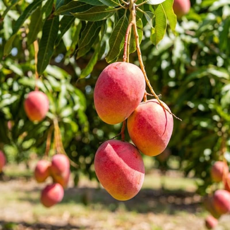 Sweet Yellow Mango Tree Live Plant, Tropical Mango Fruit Tree, Fully Rooted in 3 Gallon Pot, 2 to 3 Feet Tall for Outdoor Gardening, No Ship to CA