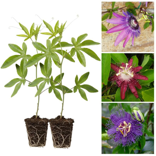 2 Mix Passion Flower Plants, 4-8'' Tall Red Passiflora Plant Vine for Planting, Vibrant Passion Flower Starter Plant for Home Garden and Containers, Well Rooted to Grow