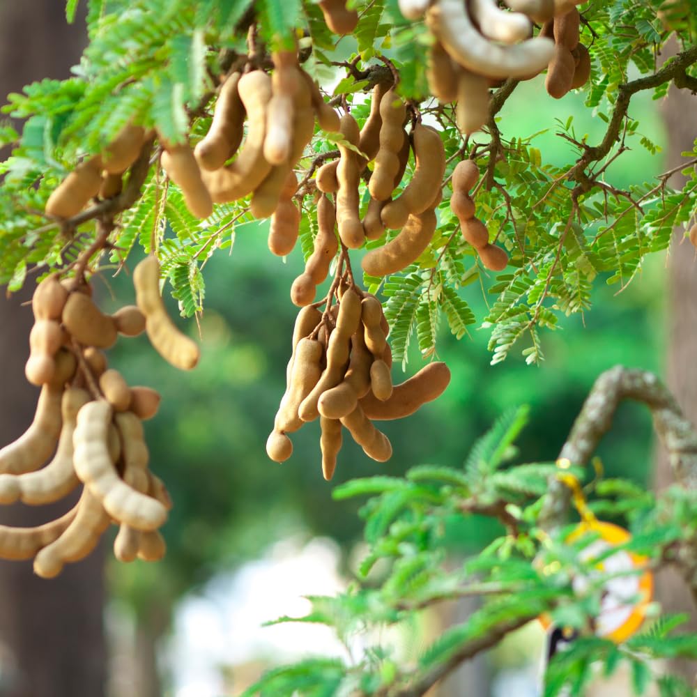 Tamarind Tree Live Plant, Sour Tamarind Plant, 2 Feet Tall, 3 Gallon Pot, Fruit Bearing Plant for Outdoor Garden, No Ship to CA