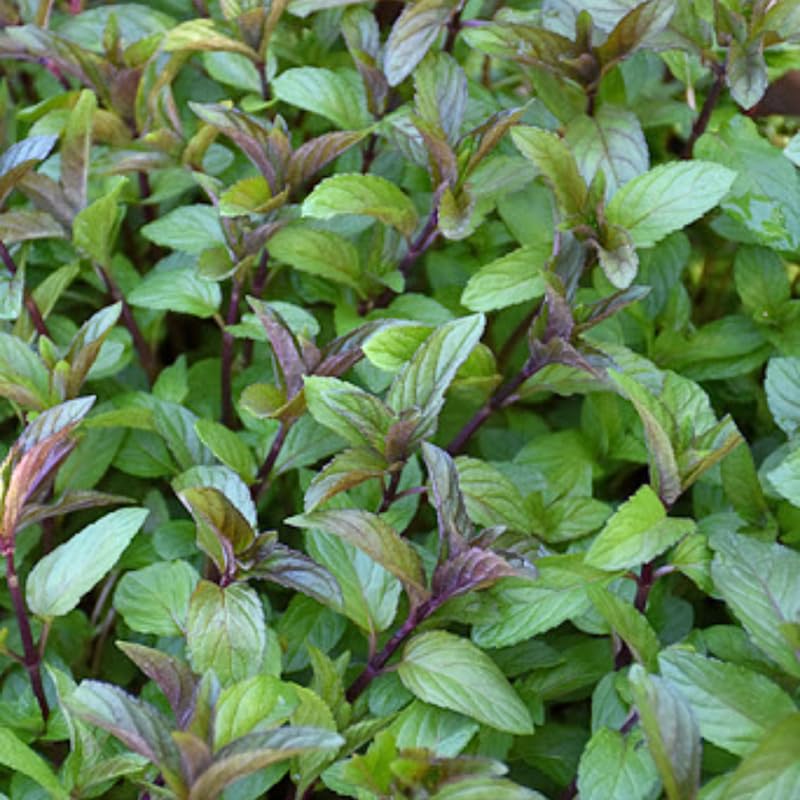 6 Chocolate Mint Herb Plants, Fully Rooted Mint Plants 4-7'' Tall, Easy Grow Indoor Outdoor