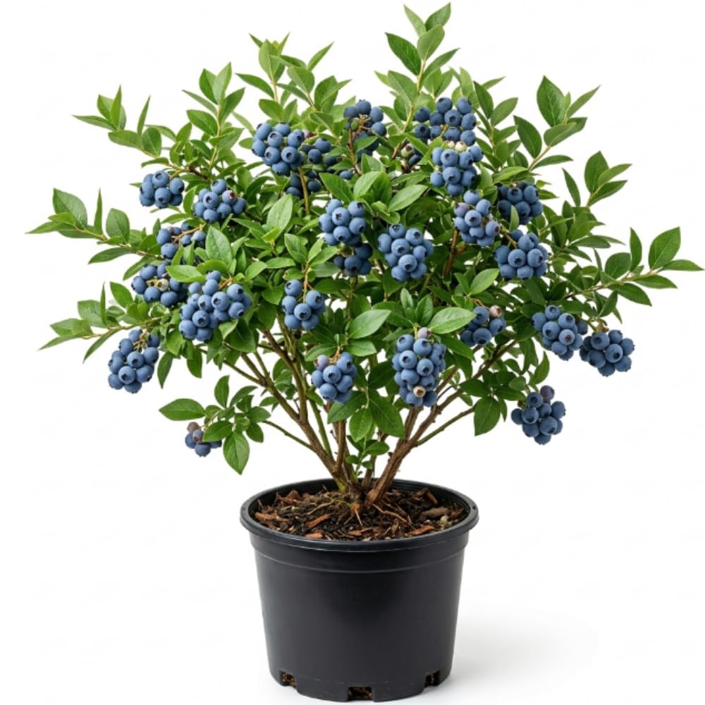 Live Blueberry Bush Plant, Sweet Blueberry Fruit Plant, 1-2 Ft Tall Berry Plants in 2 Gallon for Backyard Patio Gardening, No Ship to CA