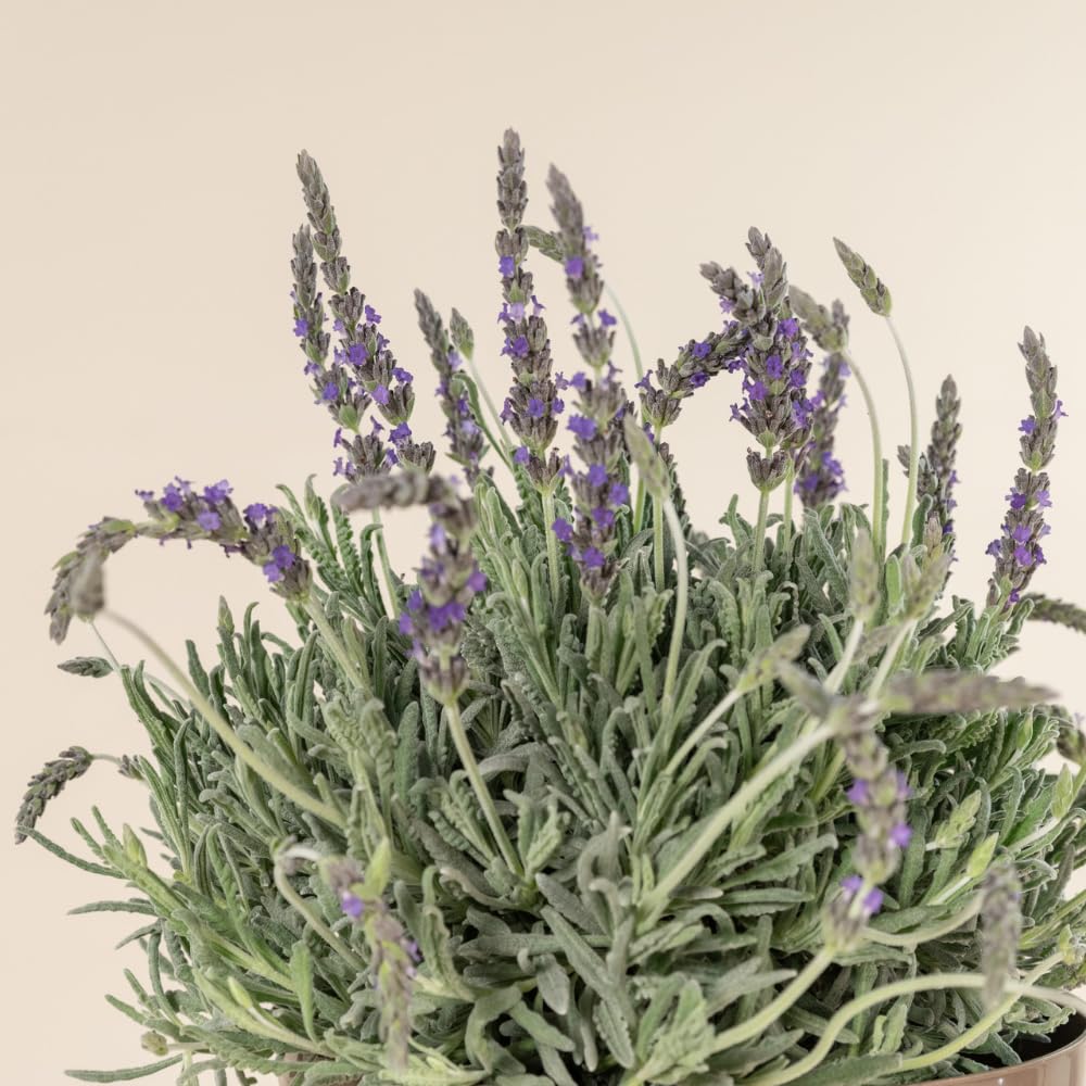 2 Lavender Plants, Live Lavender Flower Plant 2 to 4 Inch, Fragrant Shrub Indoor Outdoor Planting (Creek)