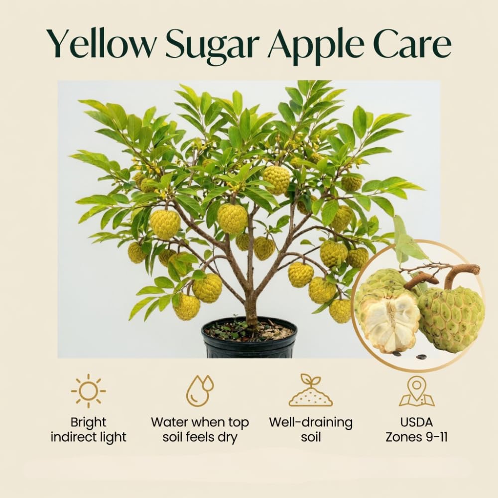 Yellow Sugar Apple Tree Live Plant in 3 Gallon Pot, Sugar Apple Fruit Trees Live Plants, Tropical Sweet Fruits, 2-3 Feet Tall, Ready for Home Orchard, No Ship to CA
