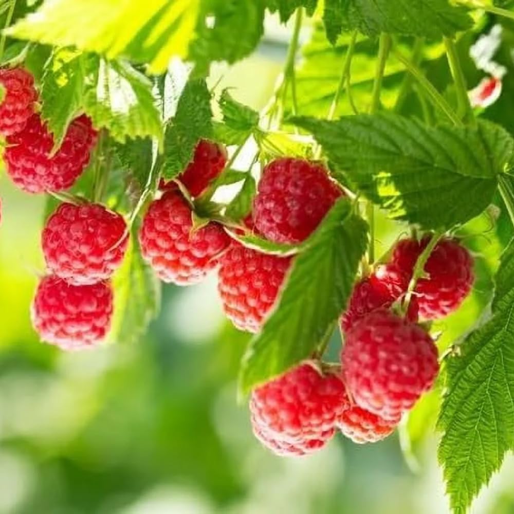2 Mix Raspberry Plants Live, Sweet Raspberry Bush Shrub to Grow, Well-Rooted 4-8" in Tall, Cold Hardy