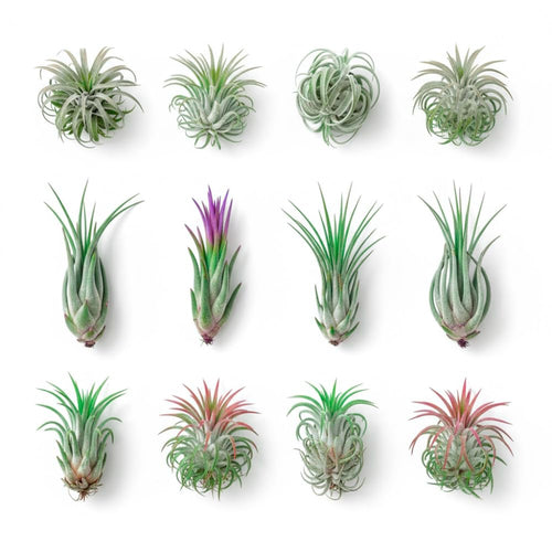 20 Tillandsia Air Plants, Live Succulents Indoor Plants, Assorted Airplants Variety for Decoration, Terrariums, and Office