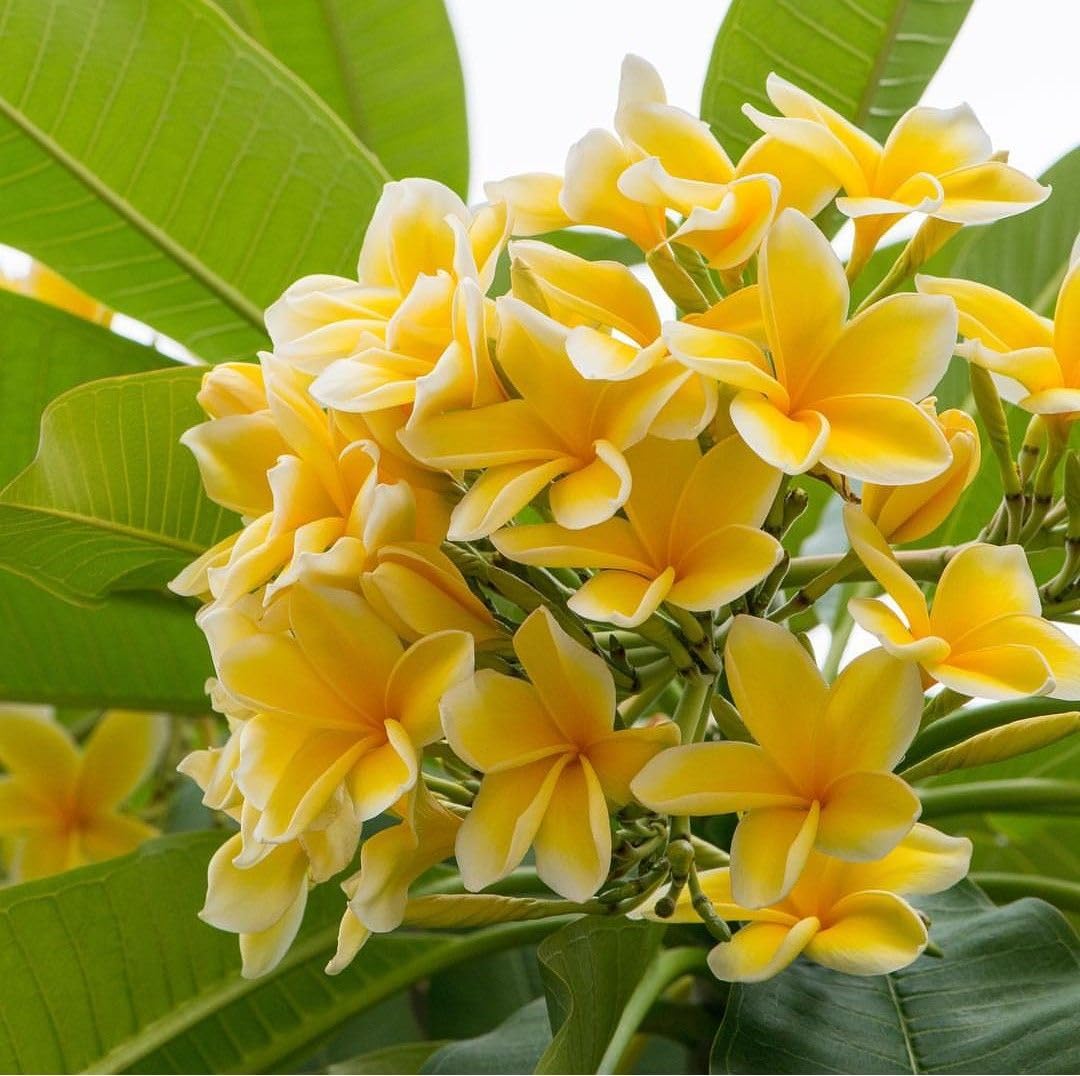 2 Plumeria Cuttings, Plumeria Frangipani Cutting for Planting Outdoor, Hardy, Fragrant Flowering Plants (Yellow Flowers)