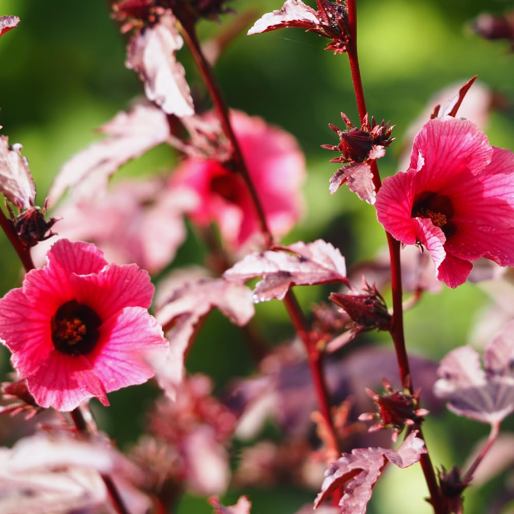 3 Live Cranberry Hibiscus Plants Live, Hibiscus Flower Plants Between 5 and 8 Inches in Height