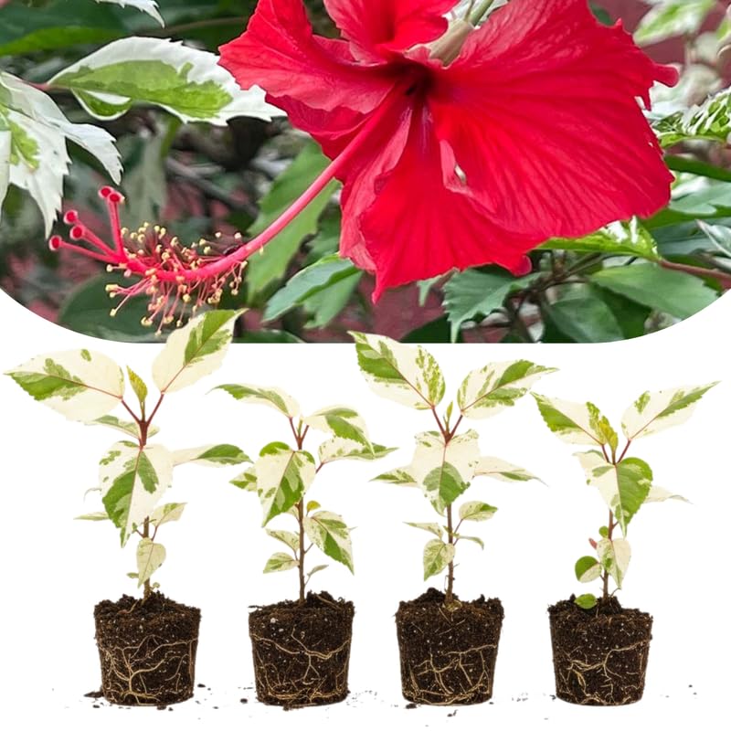 Set 4 Hibiscus Plants Live, Tropical Flowering Shrub, 4-8" Tall, Cold Hardy Bush (Snow Hibiscus)