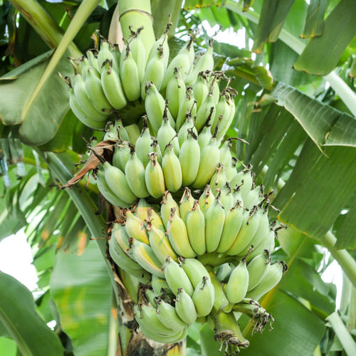 2 Banana Plants Live, Banana Fruit Tree Starter, Indoor Outdoor Planting, 4-6 Inches Tall