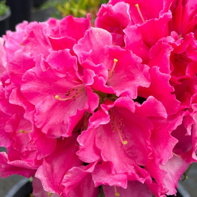 Dwarf Deep Reddish-Pink Rhododendron Live Plant Shrubs for Outdoor Planting, Azalea Bushes Ready to Plant, Fragrant Rhododendron Plant Live