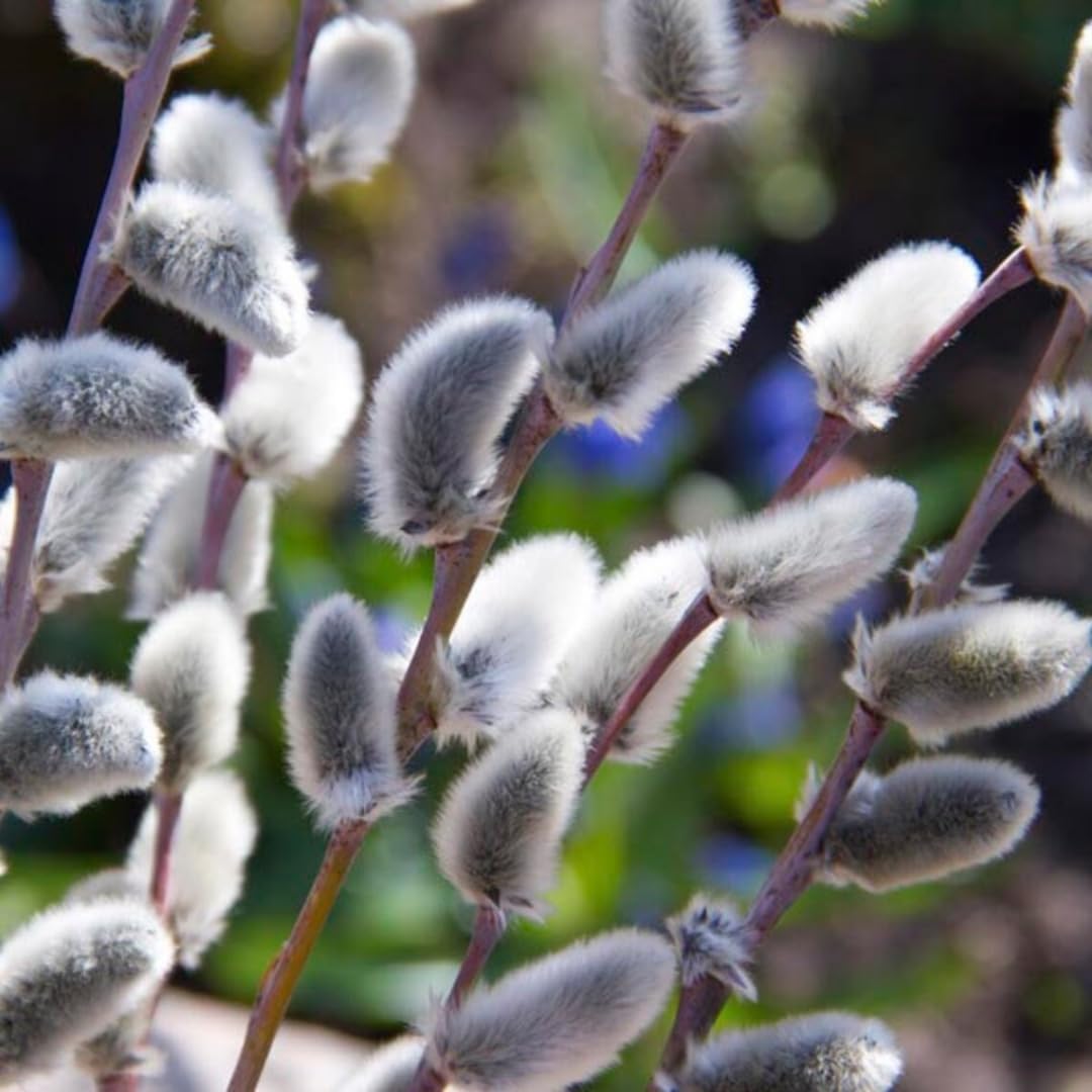 9 Months Old Pussy Willow Live Plant in 2.5” Pot, Hardy Willow Tree Live Plant for Spring Blooms, 6-12 Inch Tall Shrub, Dormant in Winter, No Leaf