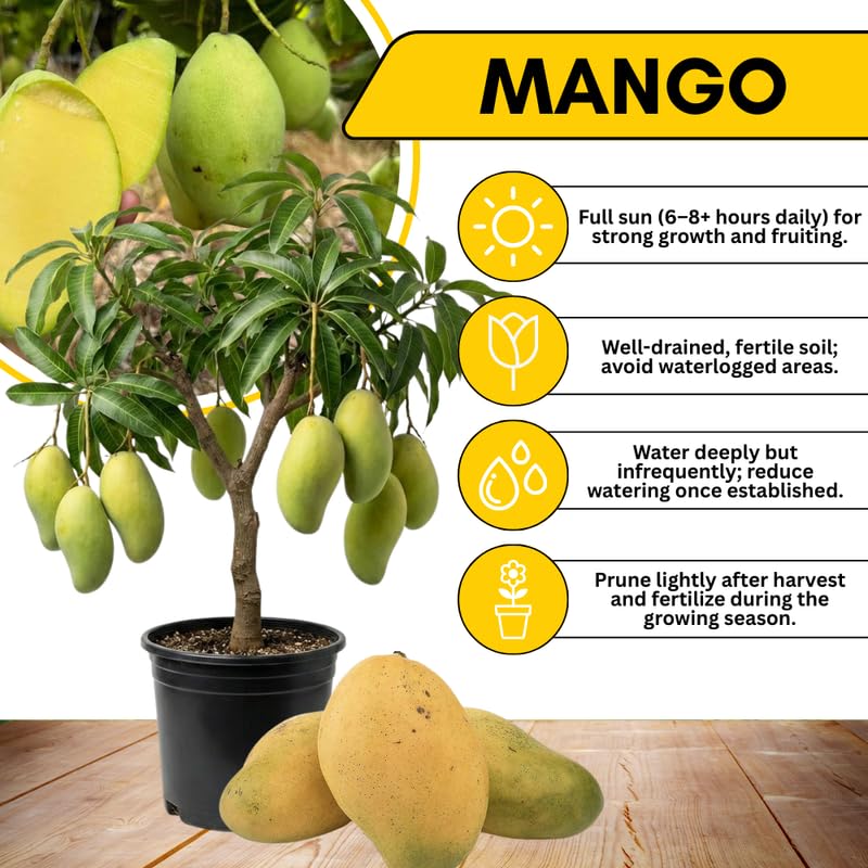 High-Yielding Mango Tree Live Plant 2.5-3 Ft Tall, Tropical Fruit Tree for Garden Planting, Outdoor Mango Plant in 3 Gallon Pot, No Ship to CA