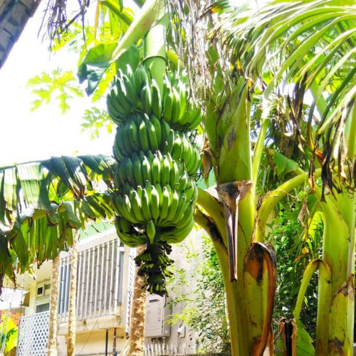 2 Dwarf Cavendish Banana Trees Live Plants Well-Rooted, High Yield and Easy to Grow Banana Plants, 4-9 Inc Tall, No Pot, Cold Hardy, Compact Size