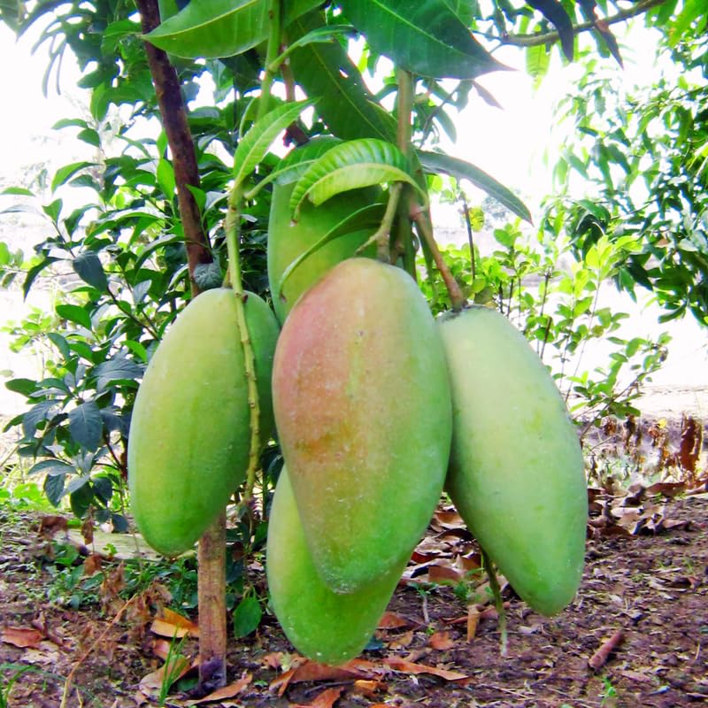 Orange Mango Tree Live Plant for Planting, Grafted Mango Plant in 3 Gallon Pot, Fast Growing Tropical Fruit Tree Seedlings