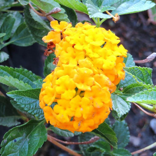 2 Lantana Plants Live, Lantanas Live Plants for Planting Indoor Outdoors, Perennial Flowers, 4-9 Inch Tall Well-Rooted (Yellow Lantana)