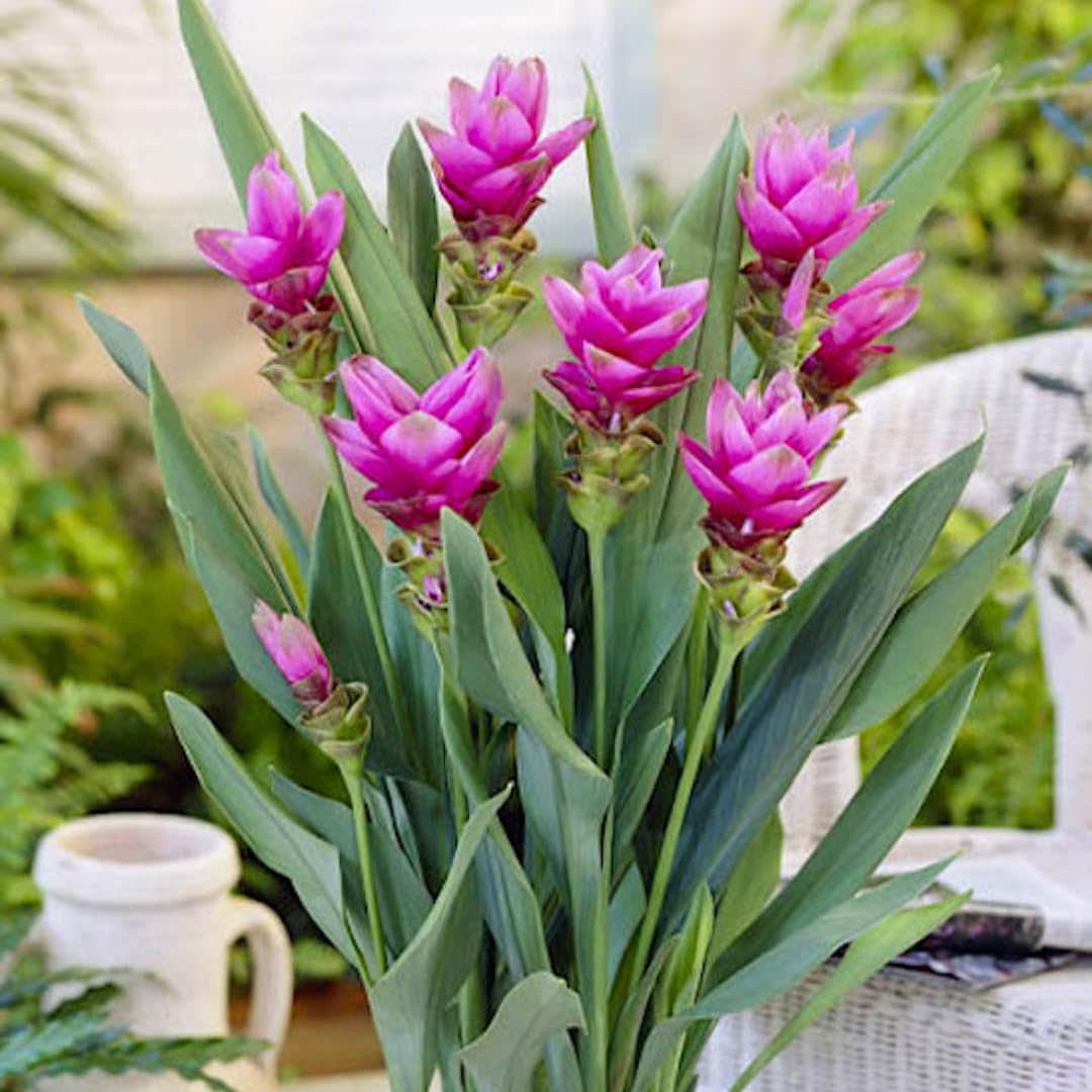Ginger Curcuma Live Plant for Outdoor Planting, Very Hardy, Herbs Plants Perennial for Zones 8 to 11, Size 5-9" in Tall, No Pot, Turmeric Color