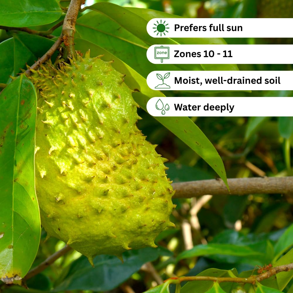 Soursop Plant Live, Guanabana Giant Soursop Tree Live Plant, 3 Feet Tall, Soft Pulp, Annona Guanabana Plant for Zones 10-11, No Ship to CA