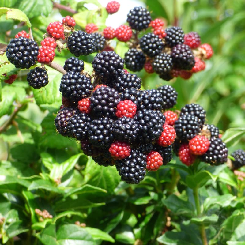 Pack 2 BlackBerry Plants Live, 4-8 Inch Tall, Sweet Blackberries Fully Rooted High Yield Berry Plants for Outdoor Planting