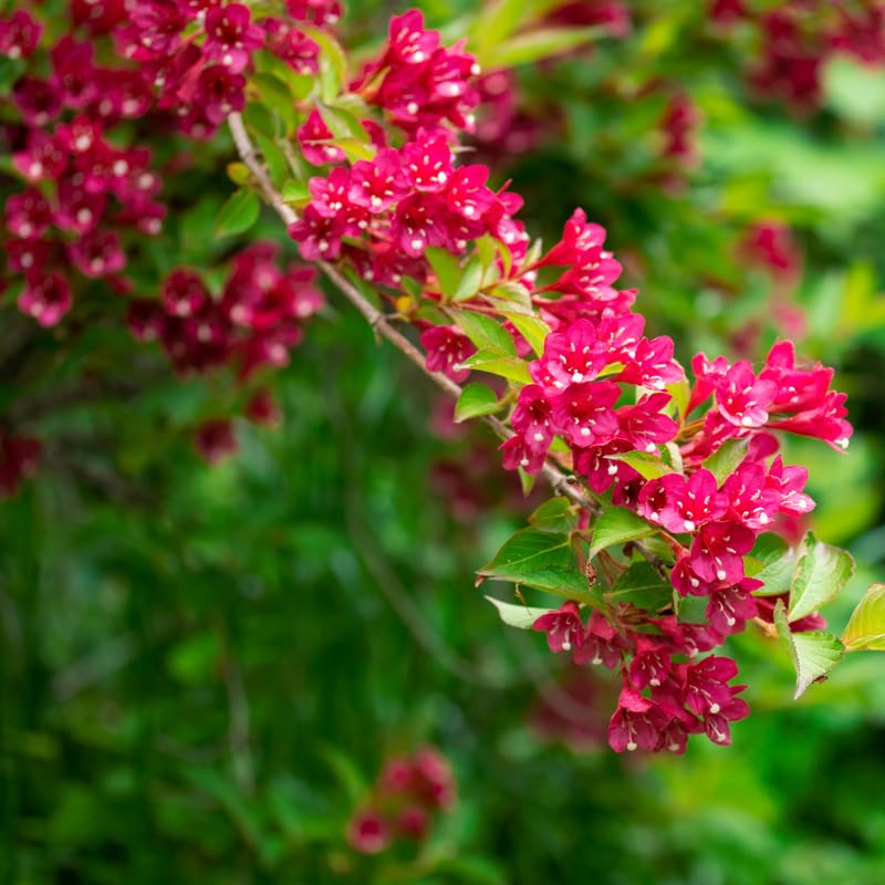 Red Weigela Live Plant, Weigela Plant Bush, 4 Inches Pot