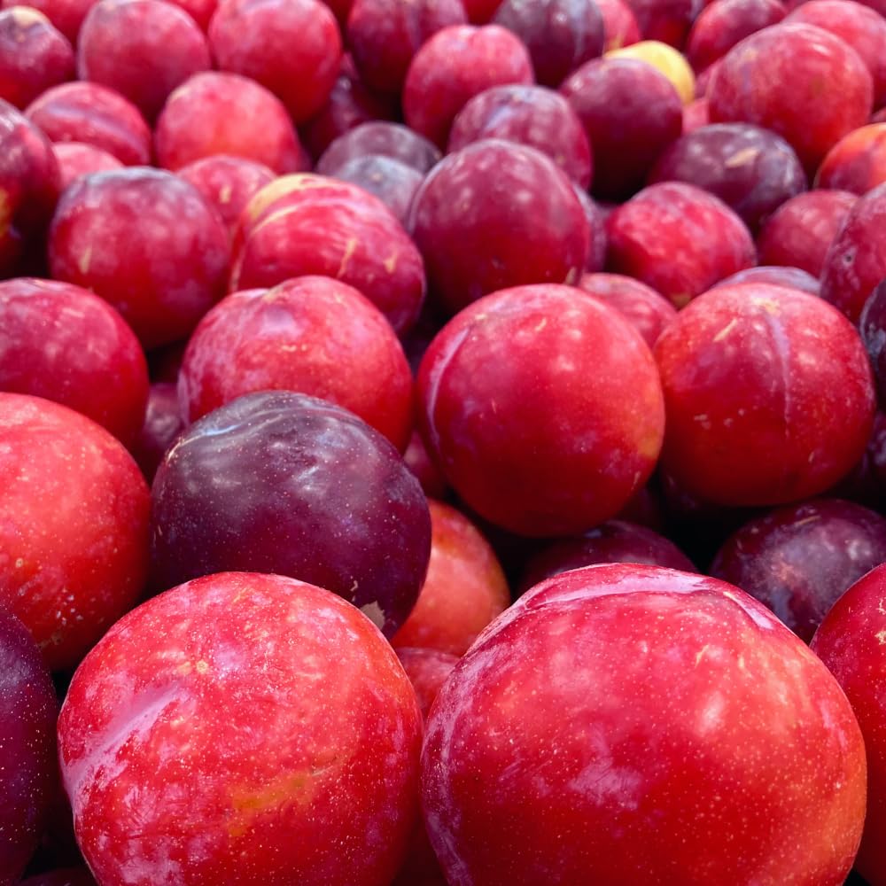 Methley Plum Tree Live Plant, 3 Feet Tall, Sweet Plum Fruit Plant Live for Home Garden, 3 Gallon Pot, No Ship to CA