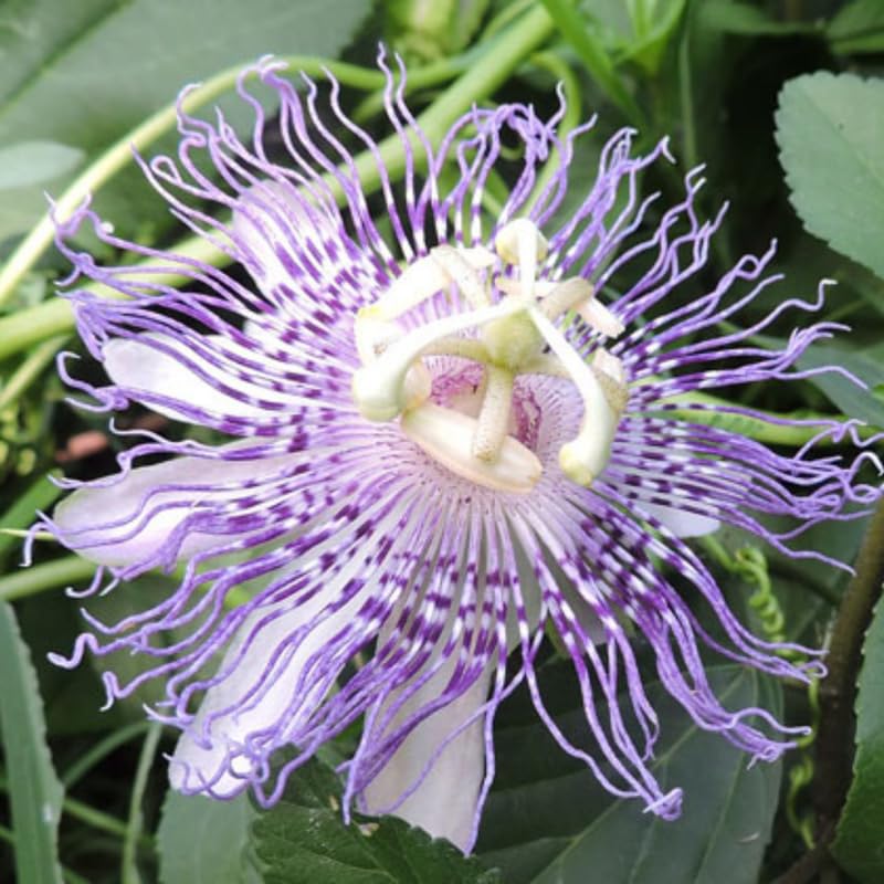 2 Light Blue Passion Flower Plants, 4-8'' Tall Red Passiflora Plant Vine for Planting, Vibrant Passion Flower Starter Plant for Home Garden and Containers, Well Rooted to Grow
