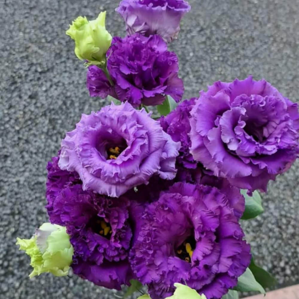 Striking Blue Eustoma Lisianthus Plants Live Plug Size, Well-Rooted 3-5" in Tall, Texas Bluebell, Thornless Love Rose Plant, Summer Fall Bloom