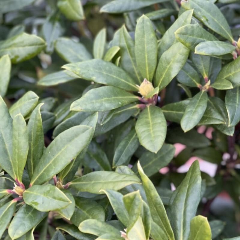 Reddish-Orange Golden in Center Color Rhododendron Live Plant Shrubs for Outdoor Planting, Azalea Bushes Ready to Plant, Fragrant Rhododendron Plant Live