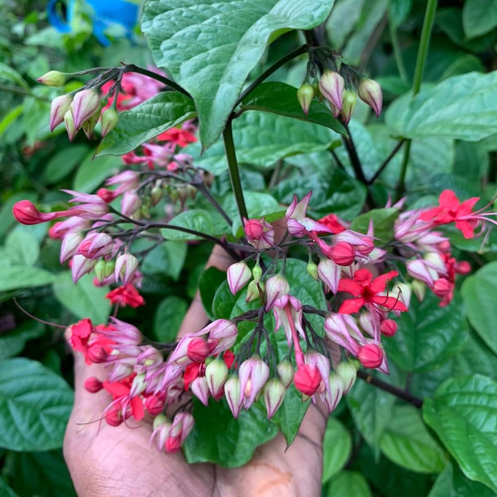 4 Assorted Bleeding Heart Live Plants 4-6 Inch Tall, Perennial Shade Flowers, Bleeding Heart Flowering Vines for Planting Outdoor