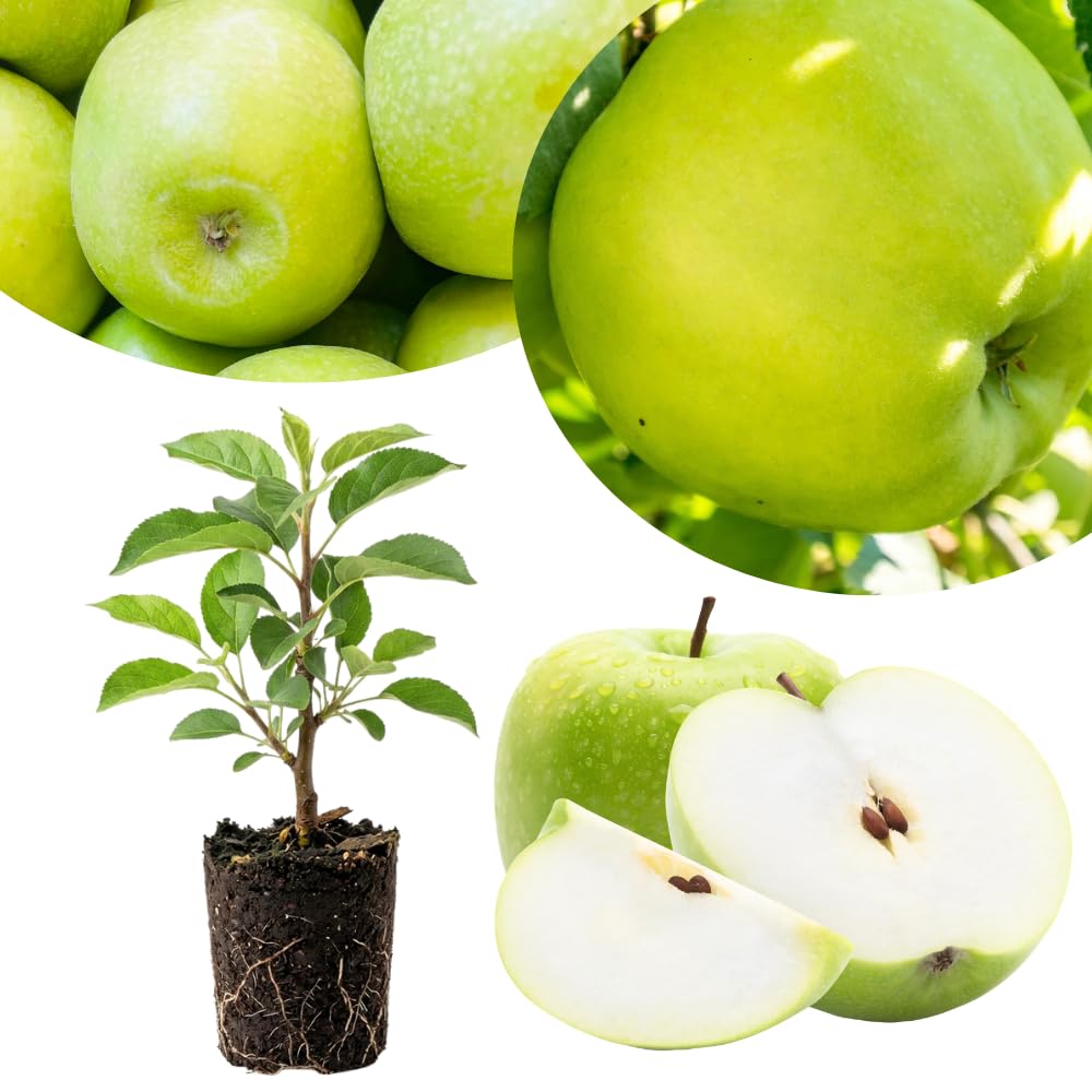 Green Yellow Apple Tree Live Plant, Edible Fruit Tree, 6-10 Inch Tall