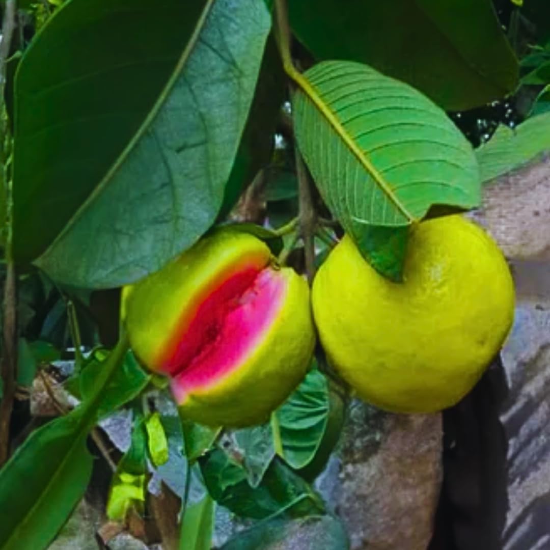 Guava Tree in 3 Gallon Pot, High Yielding Guava Fruit Tree Plant for Outdoor Garden, Tropical Plant for Backyard Orchard, Patio or Landscape Growing (Pink Guava)