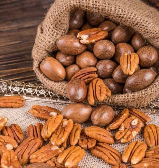 Live Pecan Tree Well Rooted 1.5-2.5 Feet Tall, Hardy Pecan Nut Tree Seedlings, Garden or Landscaping Planting