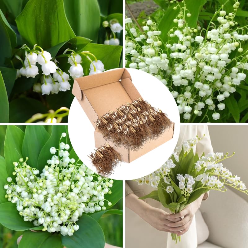 5 Lily of The Valley Bareroot, Lily of The Valley Bulbs for Gardening, Flower Plant Bare Roots