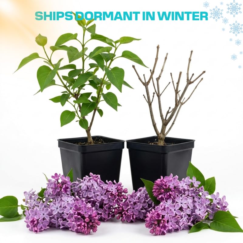 Double Purple Lilac Live Plant, Syringa Flowering Shrub, 14"+ Tall