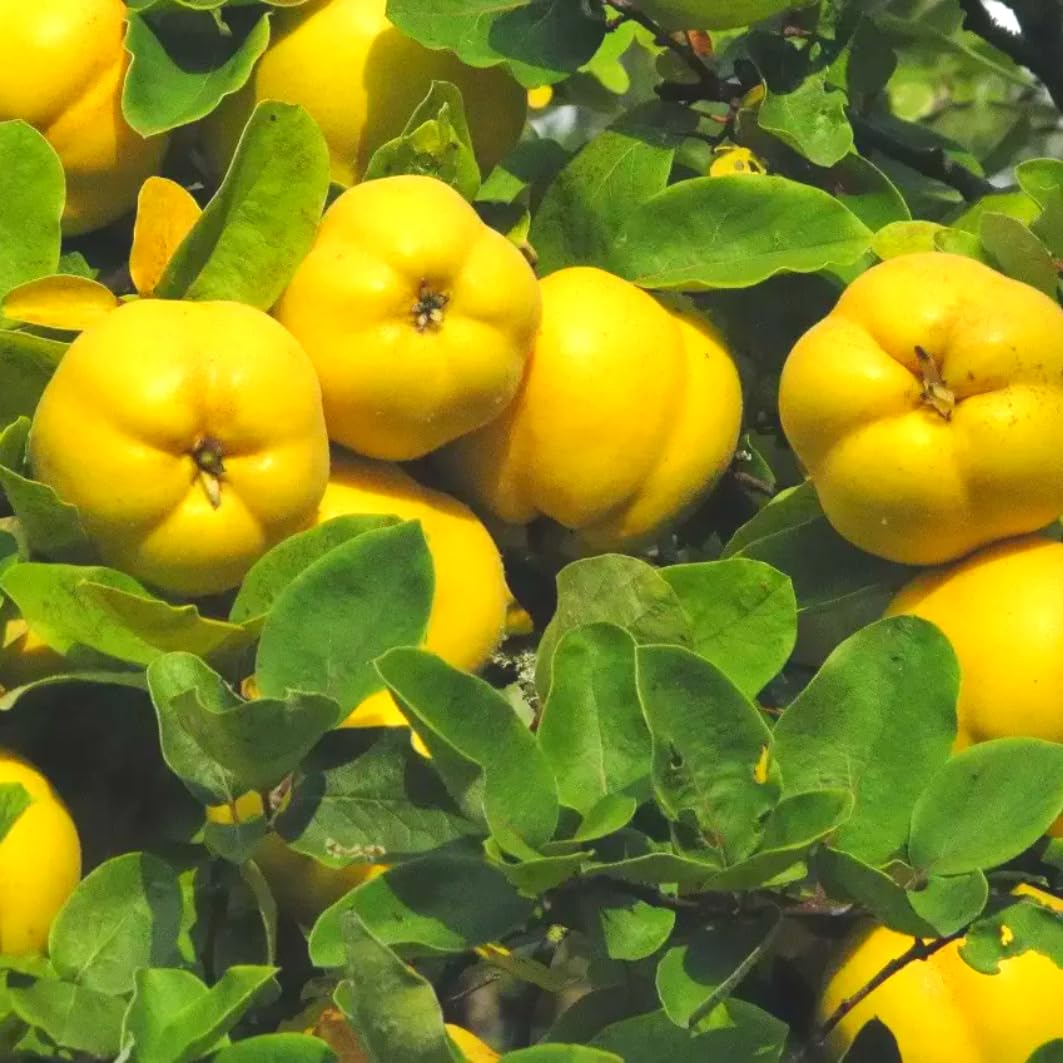 Yellow Quince Tree Live Plant, 2–3 Ft Tall, 2–3 Years Old, Cold Hardy Fruit Tree for Backyard and Garden Planting