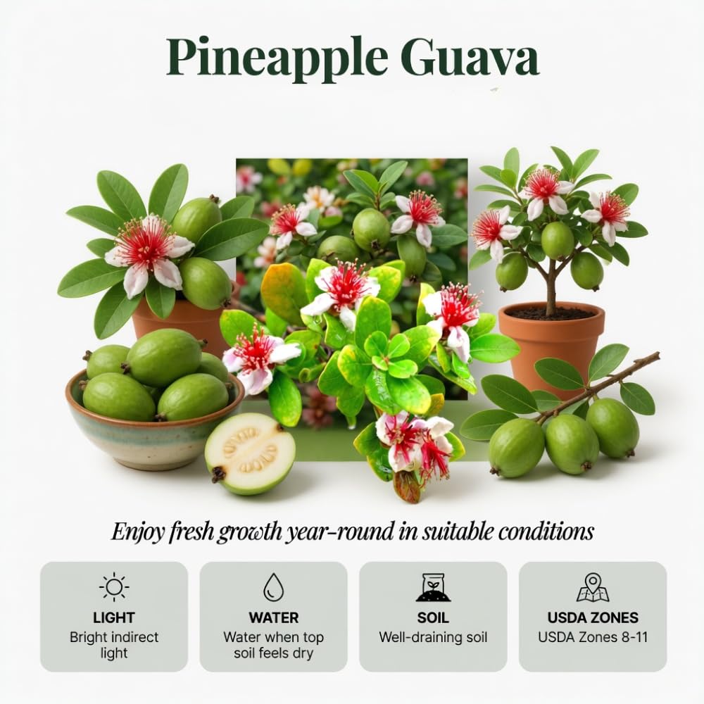 Guava Tree Live Plant, Pineapple Guava Plants Live for Planting, Tropical Fruits Tree for Outdoor Gardening, 1 Feet Tall in 1 Gallon Pot, No Ship to CA