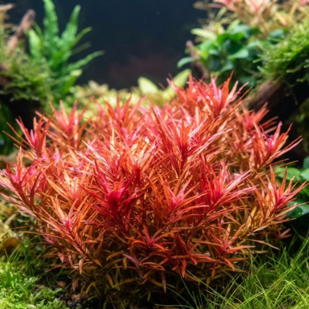 H'ra Red Rotala Aquarium Plant, 1 Bundle Live Stem Plant