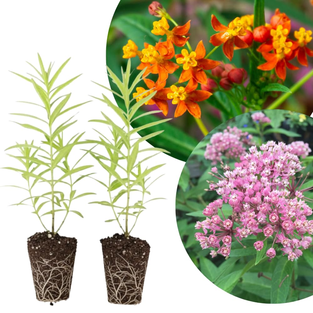 Set 2 Mix Milkweed Plants Live, 5-8" Tall Perennial Butterfly Milkweed Plants, Well Rooted, Asclepias Tuberosa Live Plant