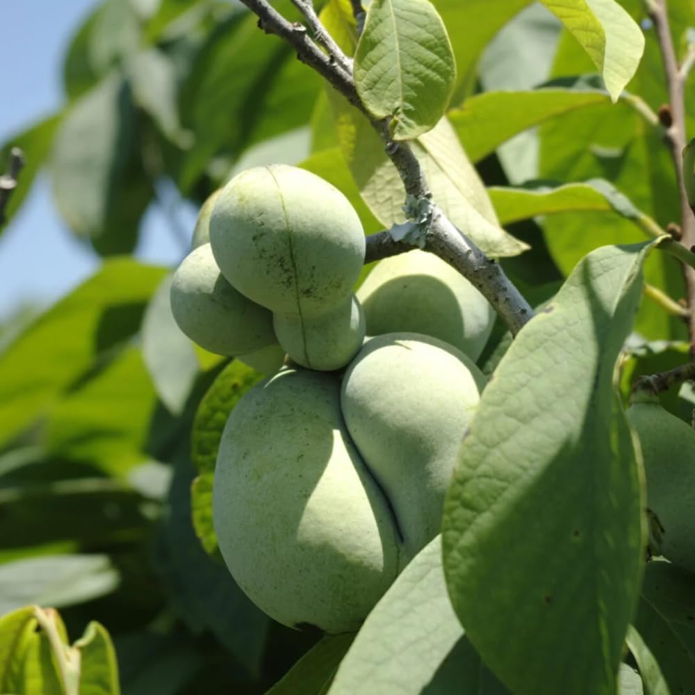 Live Pawpaw Tree for Planting, Sweet Paw Paw Tree Plant Well Rooted 6-10 Inches, Cold Hardy Fruit Tree for Home Garden
