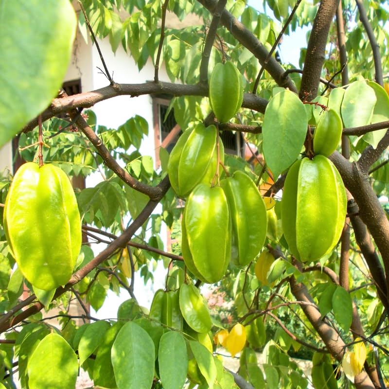 Grafted Carambola Tree Live Plant, Sweet Starfuit Plant from 2 to 3 Feet Height, Star Fruit for Outdoor Growing, 3 Gallon Pot, No Ship to CA
