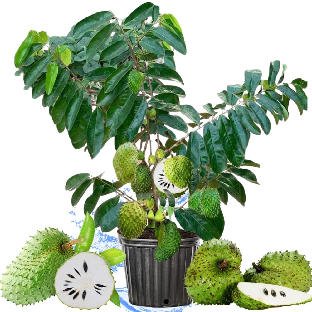 3 Years Grafted Soursop Tree Live Plant 2-3 Feet Tall in 1 Gallon, Sweet Annona Muricata Guanabana for Outdoor Planting, No CA, Ready to Bear Fruit