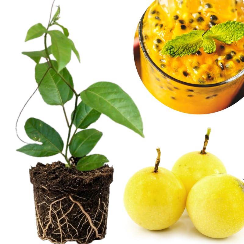 Yellow Passionfruit Tree Live Plant, Passion Fruit Vine Plant, 4-8 Inches Tall, Outdoor Planting, Very Fast-Growing Vines