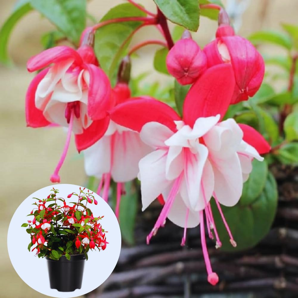 3 White Red Fuchsia Live Plants, Fuchsia Plants Live, 4 and 8 Inc Tall, Gardening and Outdoor Patio