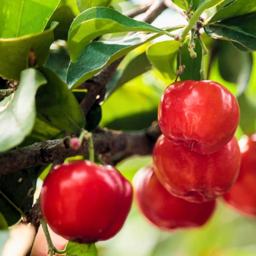 Barbados Cherry Tree Live Plant,1 Feet Tall, Acerola Red Cherry Tropical Fruit Tree