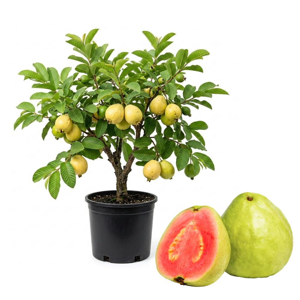 Guava Tree in 3 Gallon Pot, High Yielding Guava Fruit Tree Plant for Outdoor Garden, Tropical Plant for Backyard Orchard, Patio or Landscape Growing (Red Guava)