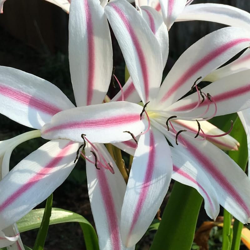 Queen Lily Plant, Fragrant White and Pink Blooms, Perennial Lily Flowers for Patio and Garden, 2-2.5 Ft Tall